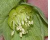 image of Helleborus viridis