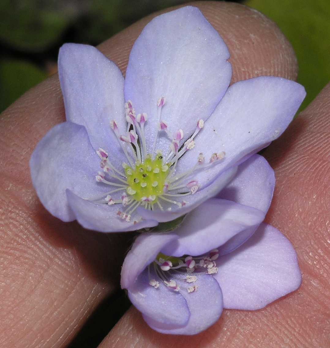 Ranunculaceae Anemone hepatica