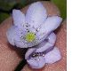 image of Anemone hepatica