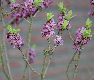 image of Daphne mezereum