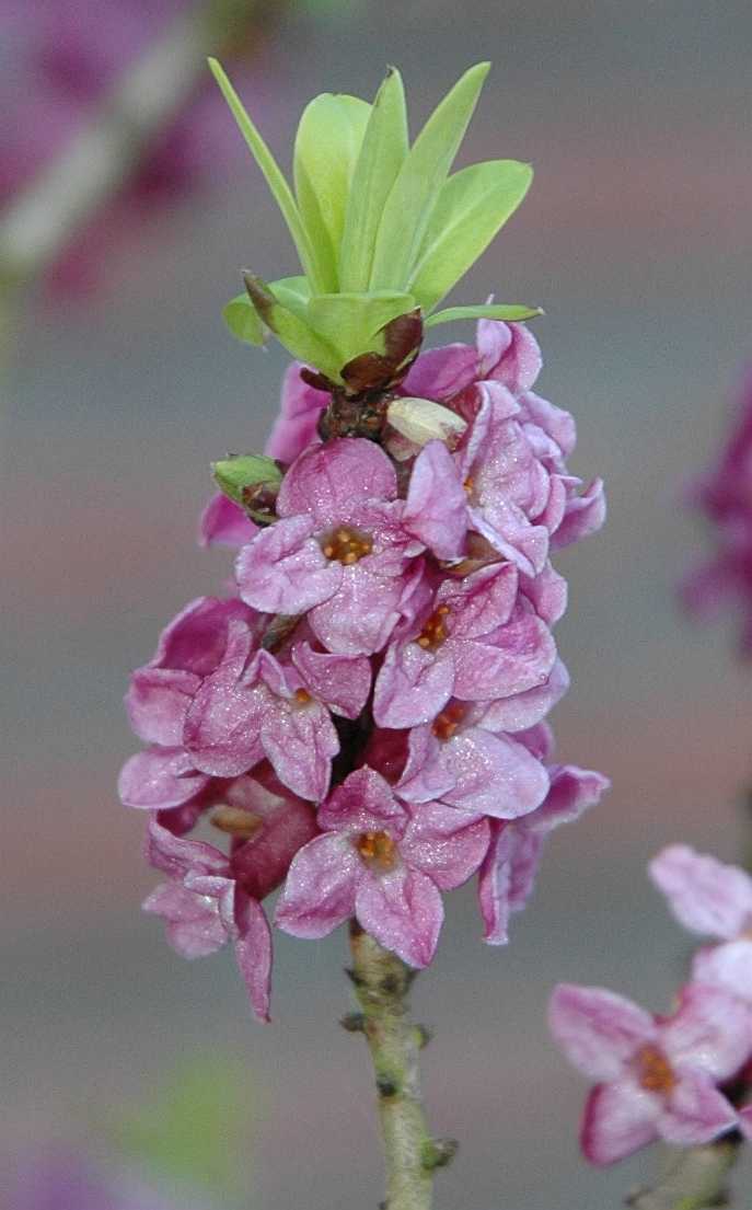 Thymelaeaceae Daphne mezereum