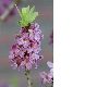 image of Daphne mezereum