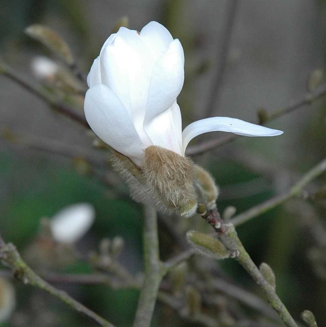 Magnoliaceae Magnolia stellata
