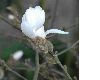 image of Magnolia stellata