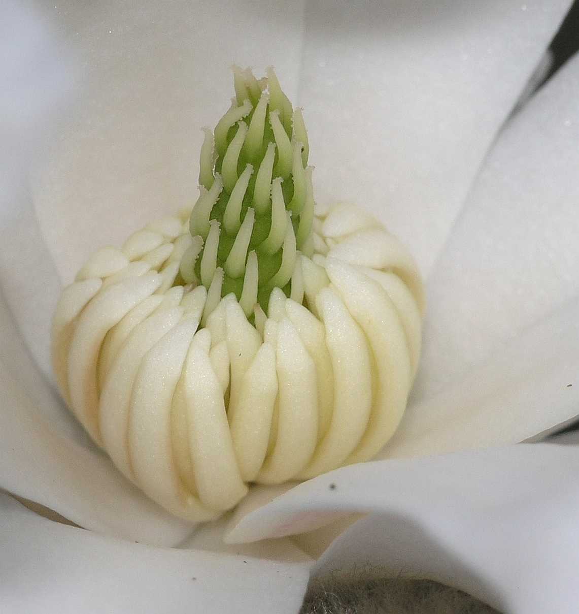 Magnoliaceae Magnolia stellata