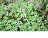 image of Corydalis solida