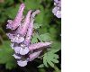 image of Corydalis solida