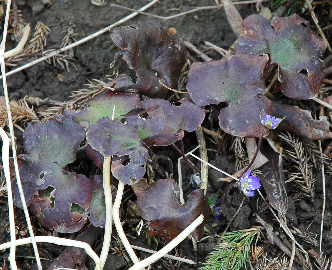 Ranunculaceae Anemone hepatica