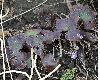 image of Anemone hepatica