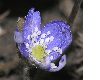 image of Anemone hepatica