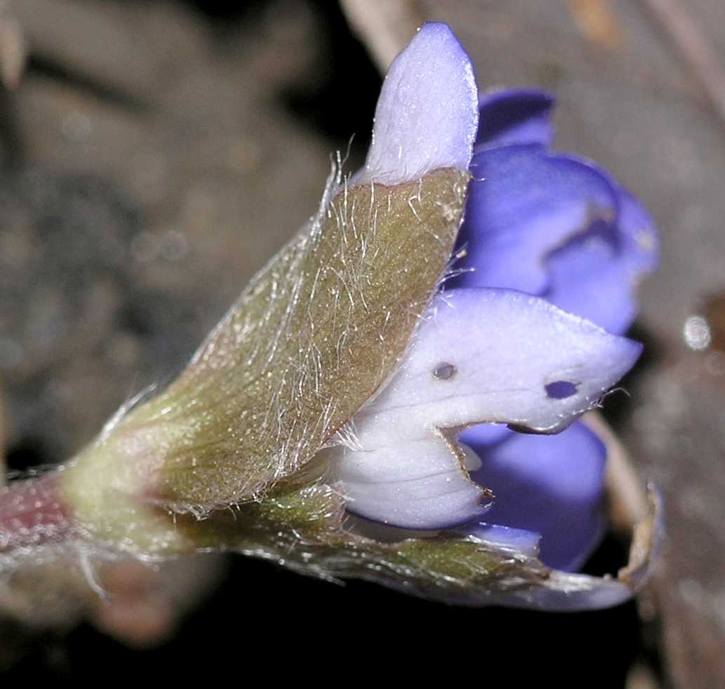 Ranunculaceae Anemone hepatica