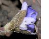 image of Anemone hepatica