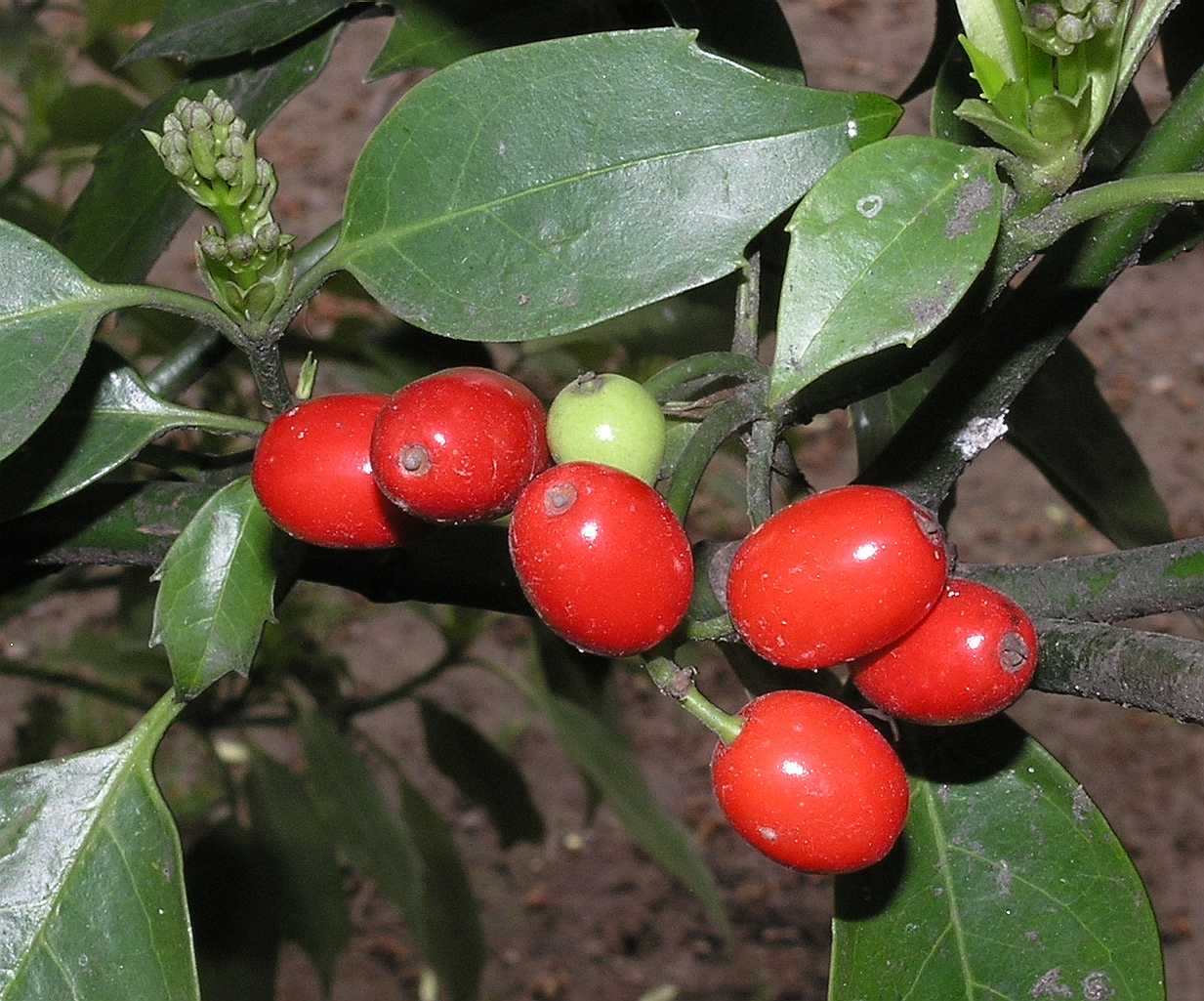 Aucubaceae Aucuba japonica