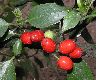image of Aucuba japonica