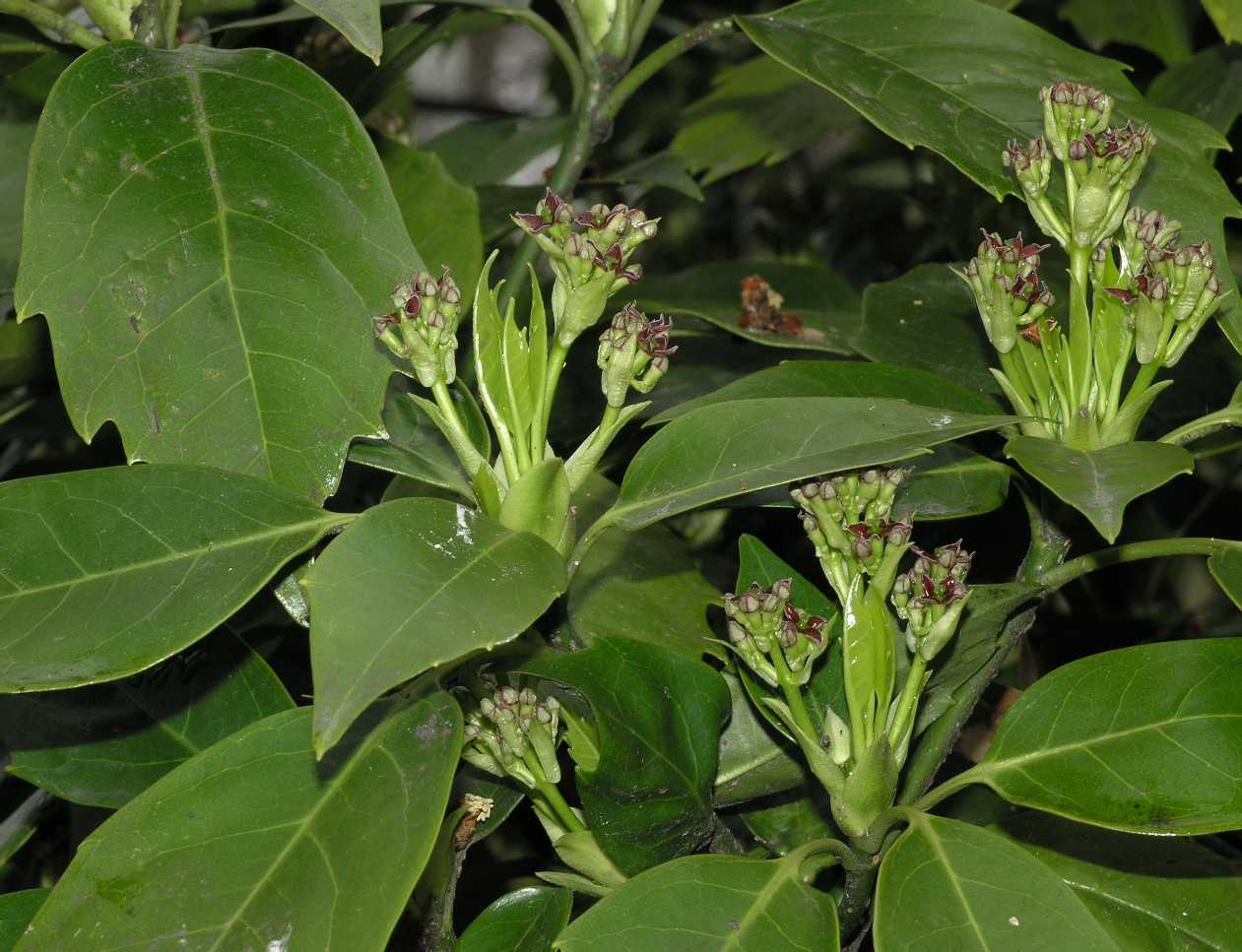 Aucubaceae Aucuba japonica