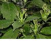 image of Aucuba japonica