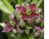 image of Aucuba japonica