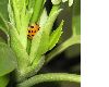 image of Harmonia axyridis