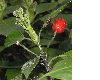 image of Aucuba japonica