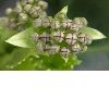image of Aucuba japonica