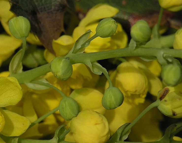 Berberidaceae Mahonia 