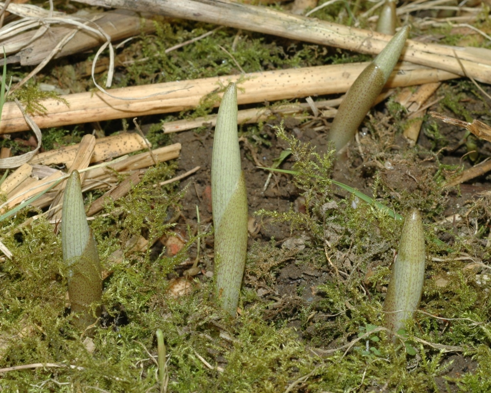 Asparagaceae Polygonatum biflorum