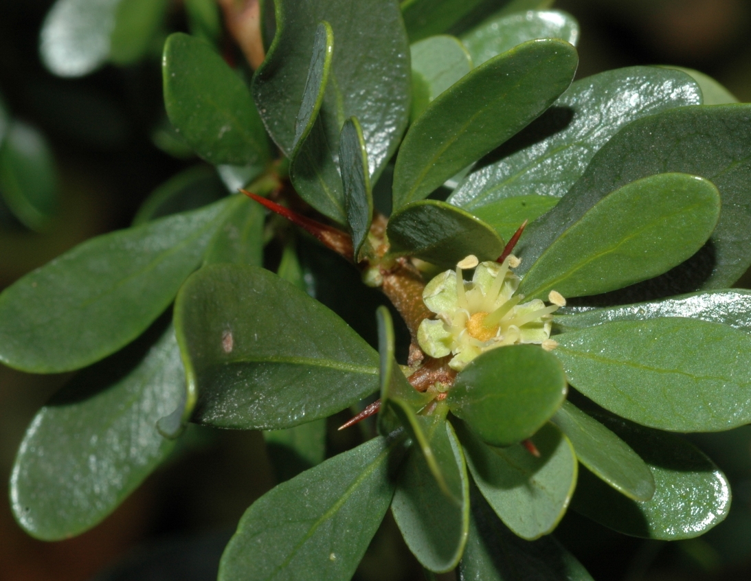Sapotaceae Argania spinosa