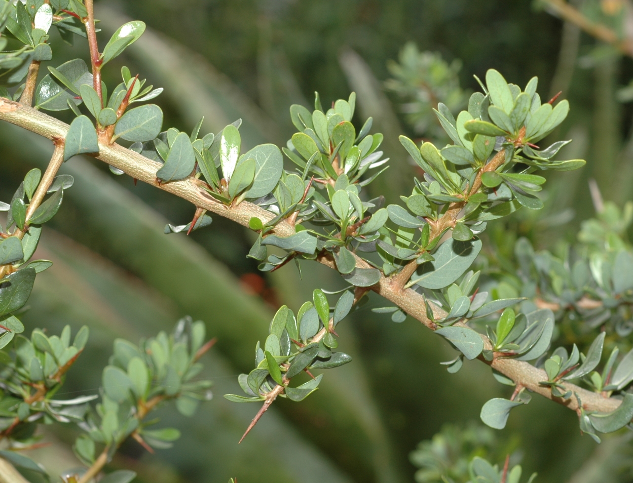 Sapotaceae Argania spinosa