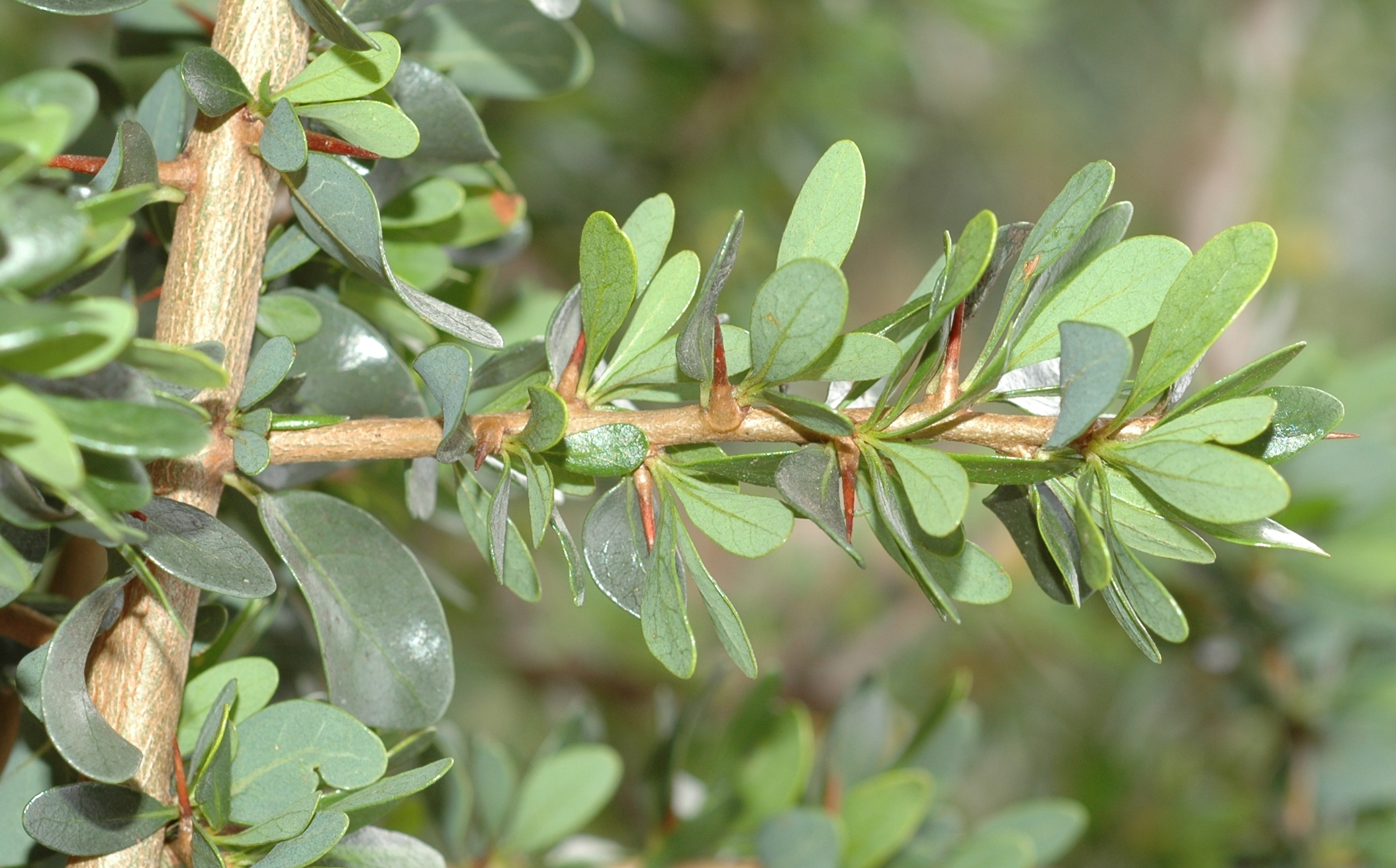 Sapotaceae Argania spinosa