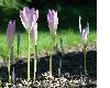 image of Colchicum bornmuelleri