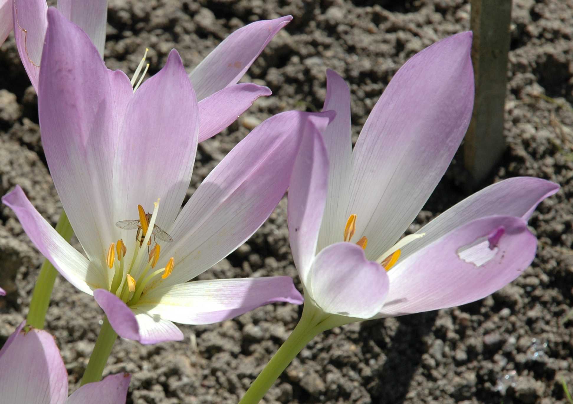 Colchicaceae Colchicum bornmuelleri