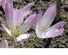 image of Colchicum bornmuelleri