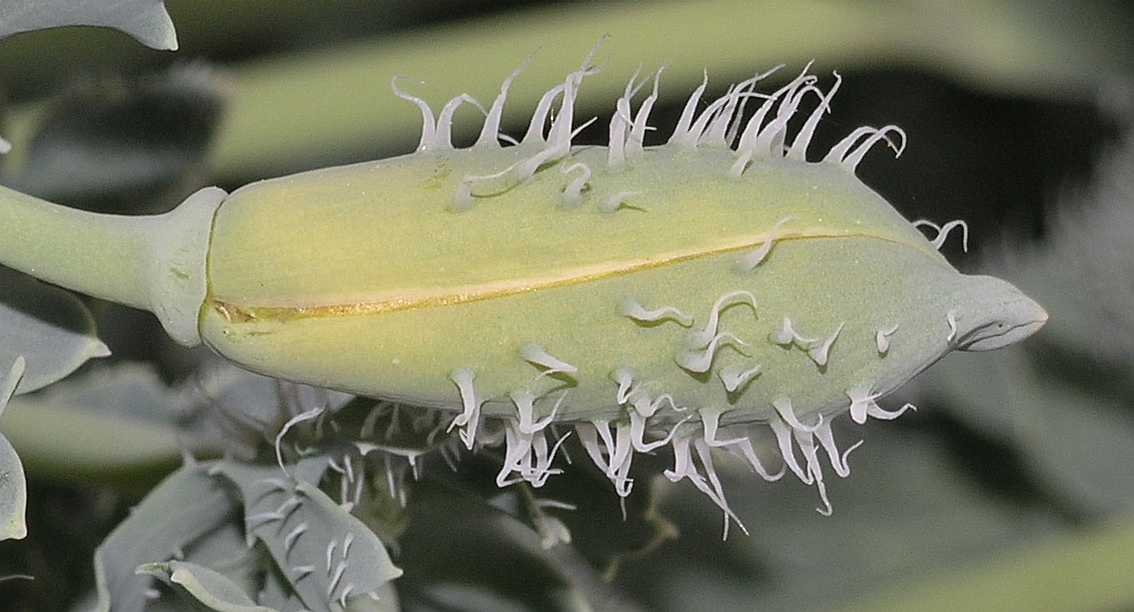 Papaveraceae Glaucium flavum