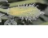 image of Glaucium flavum