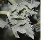 image of Glaucium flavum