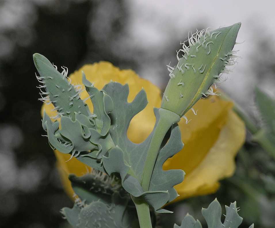 Papaveraceae Glaucium flavum