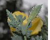 image of Glaucium flavum