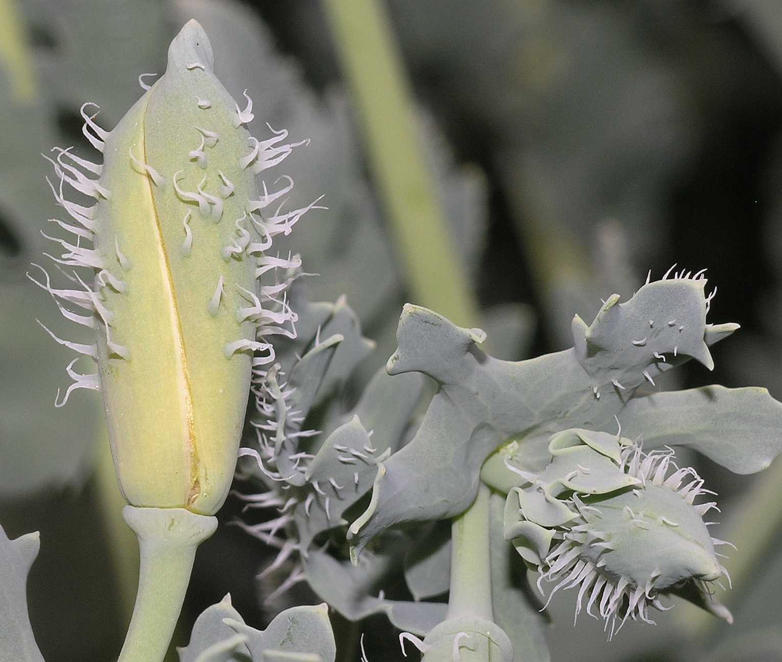 Papaveraceae Glaucium flavum