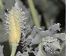 image of Glaucium flavum
