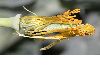 image of Glaucium flavum