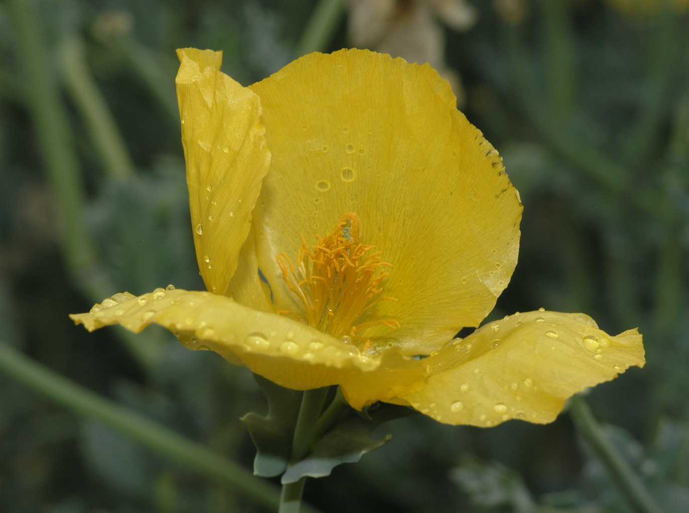 Papaveraceae Glaucium flavum