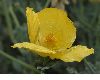 image of Glaucium flavum