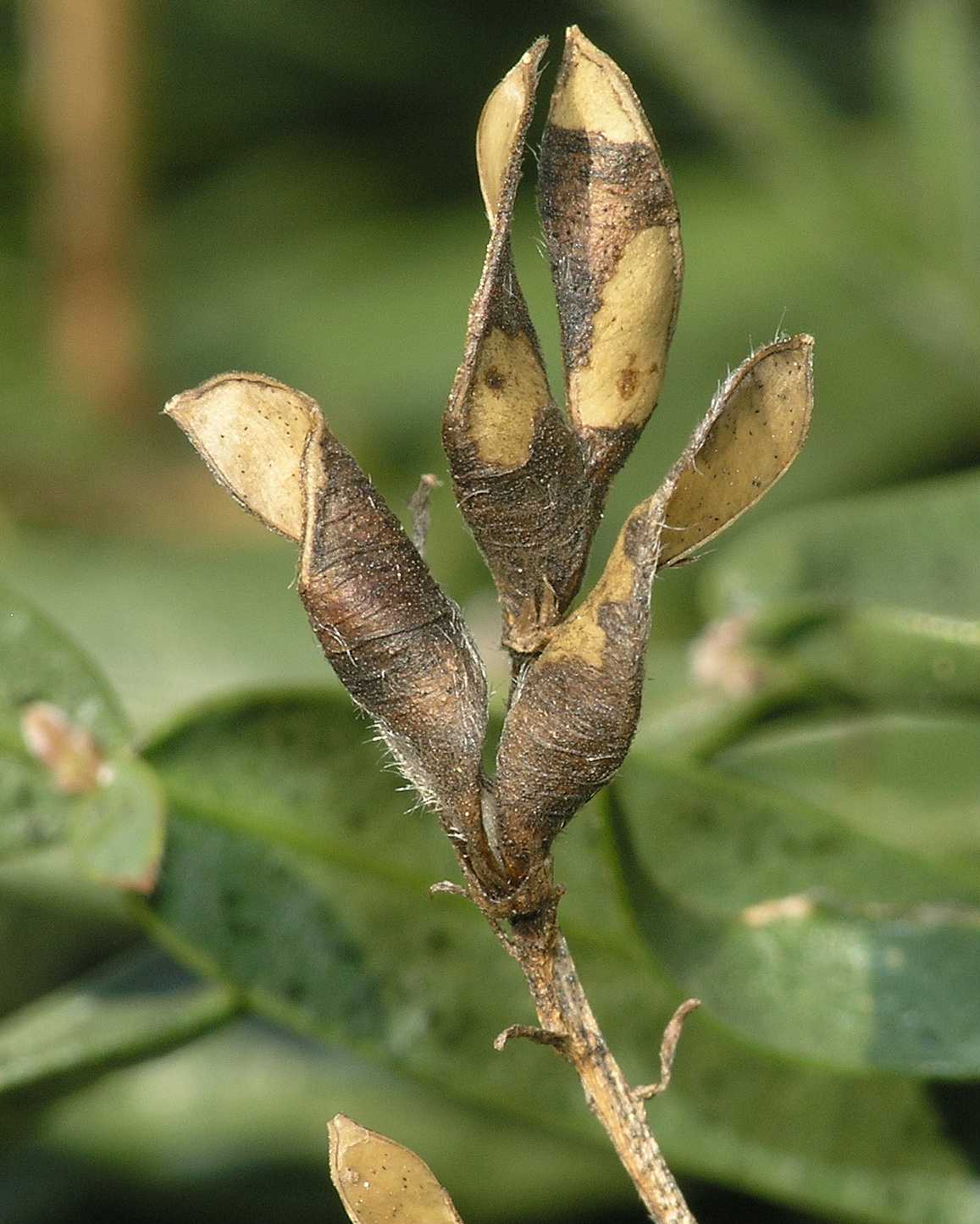 Fabaceae Genista saggitalis