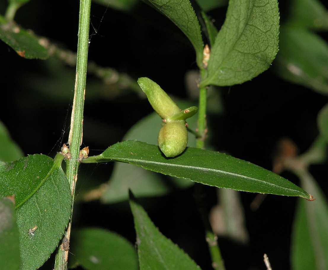 Celastraceae Euonymus alatus