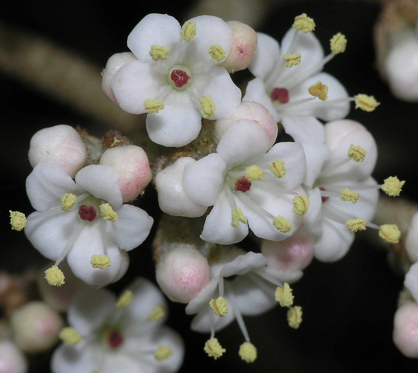 Adoxaceae Viburnum rhytidophyllum