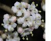 image of Viburnum rhytidophyllum