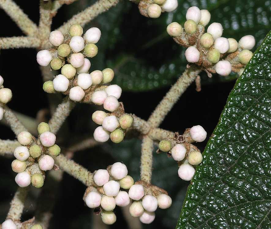 Adoxaceae Viburnum rhytidophyllum
