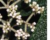image of Viburnum rhytidophyllum