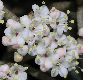 image of Viburnum rhytidophyllum