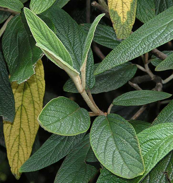 Adoxaceae Viburnum rhytidophyllum